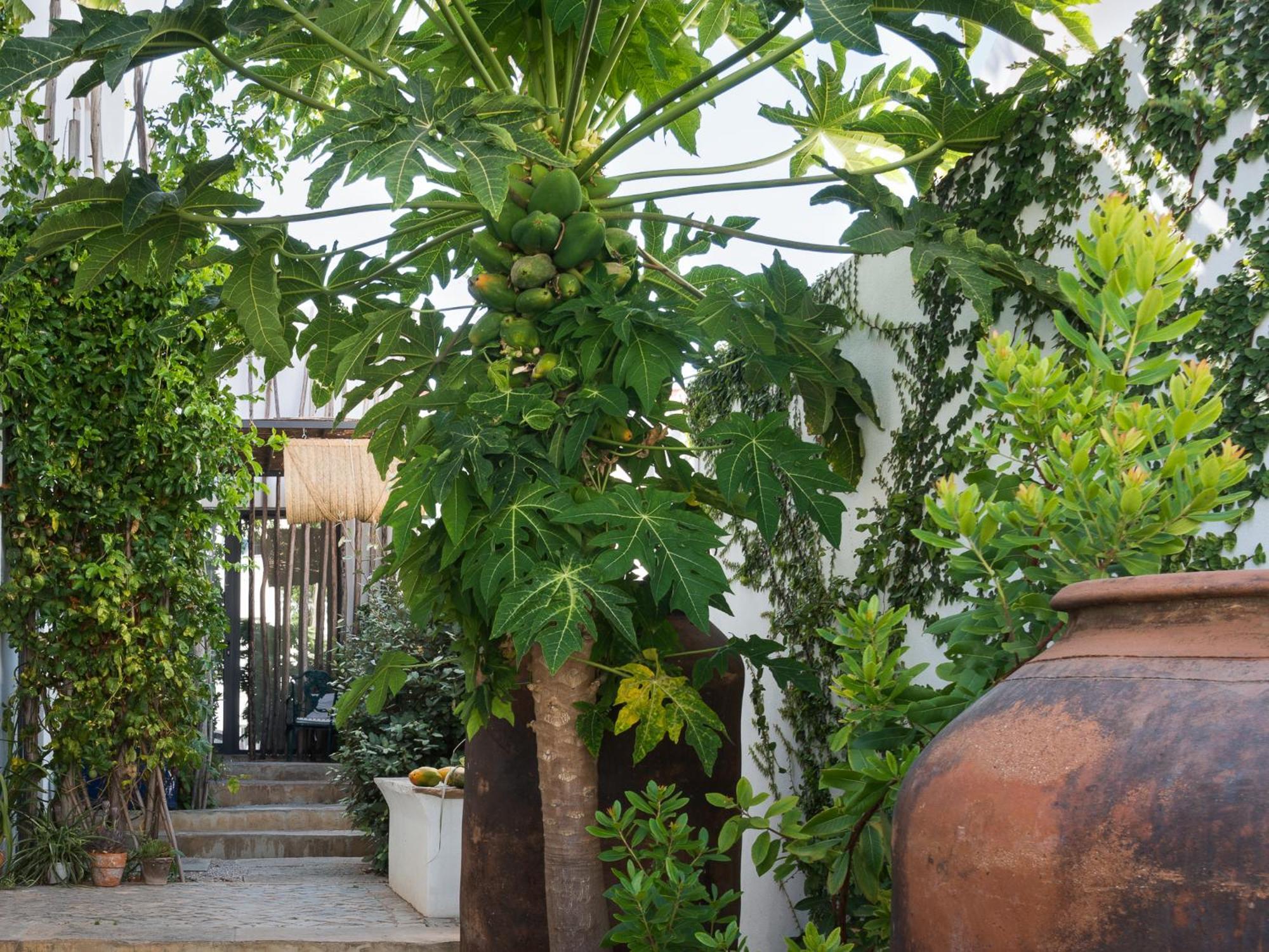 Altanure Almatere - Food Forest Boutique Stay Tavira Exterior photo